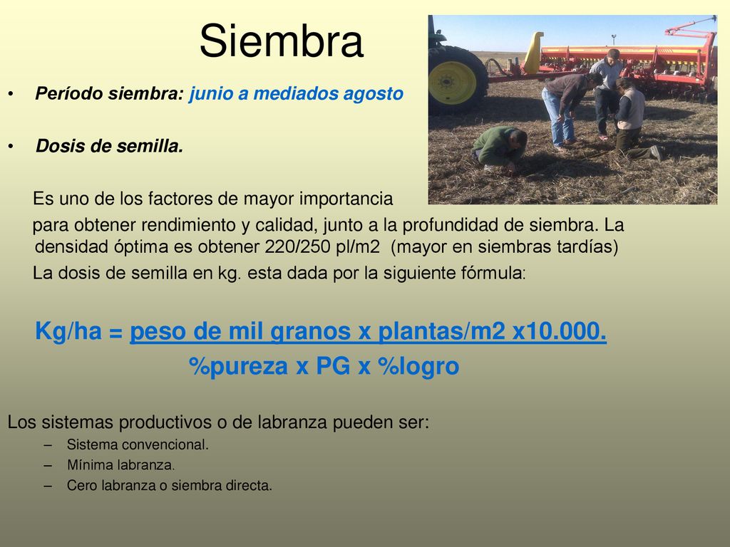 Siembra Kg/ha = peso de mil granos x plantas/m2 x