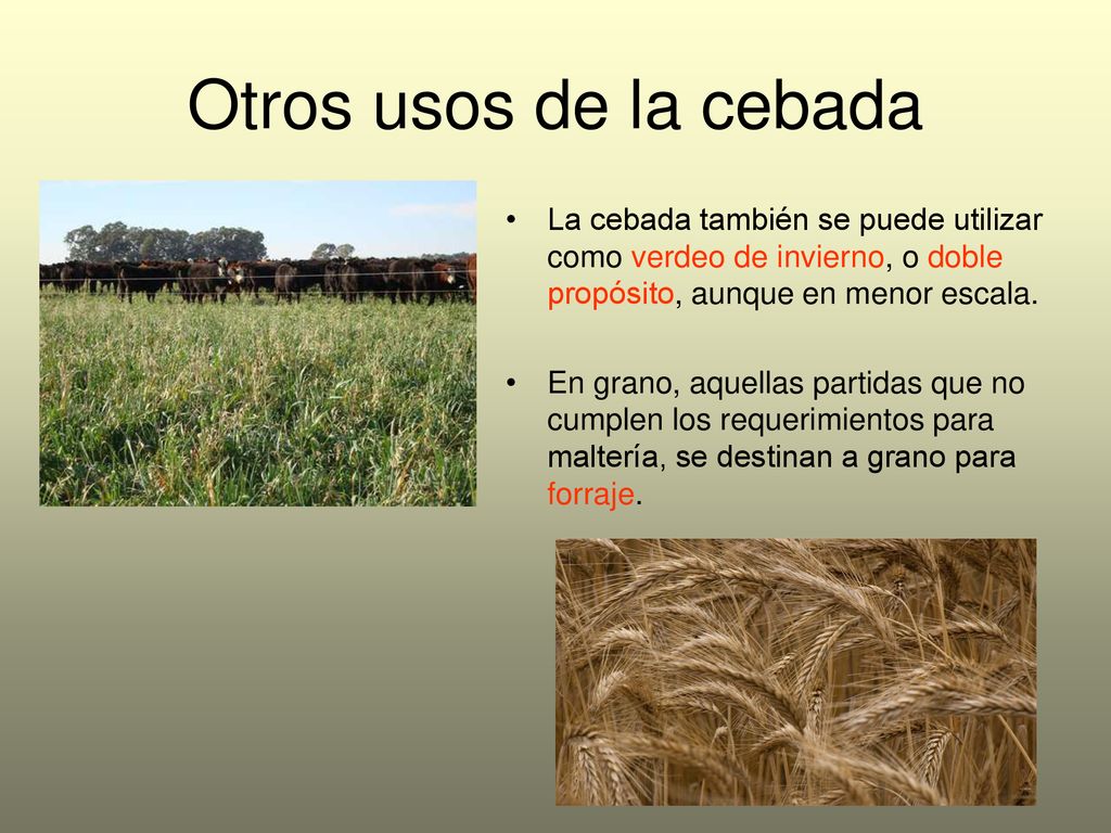 Otros usos de la cebada La cebada también se puede utilizar como verdeo de invierno, o doble propósito, aunque en menor escala.