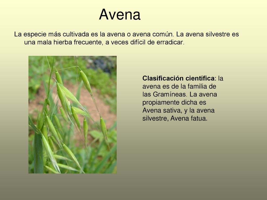 Avena La especie más cultivada es la avena o avena común. La avena silvestre es una mala hierba frecuente, a veces difícil de erradicar.