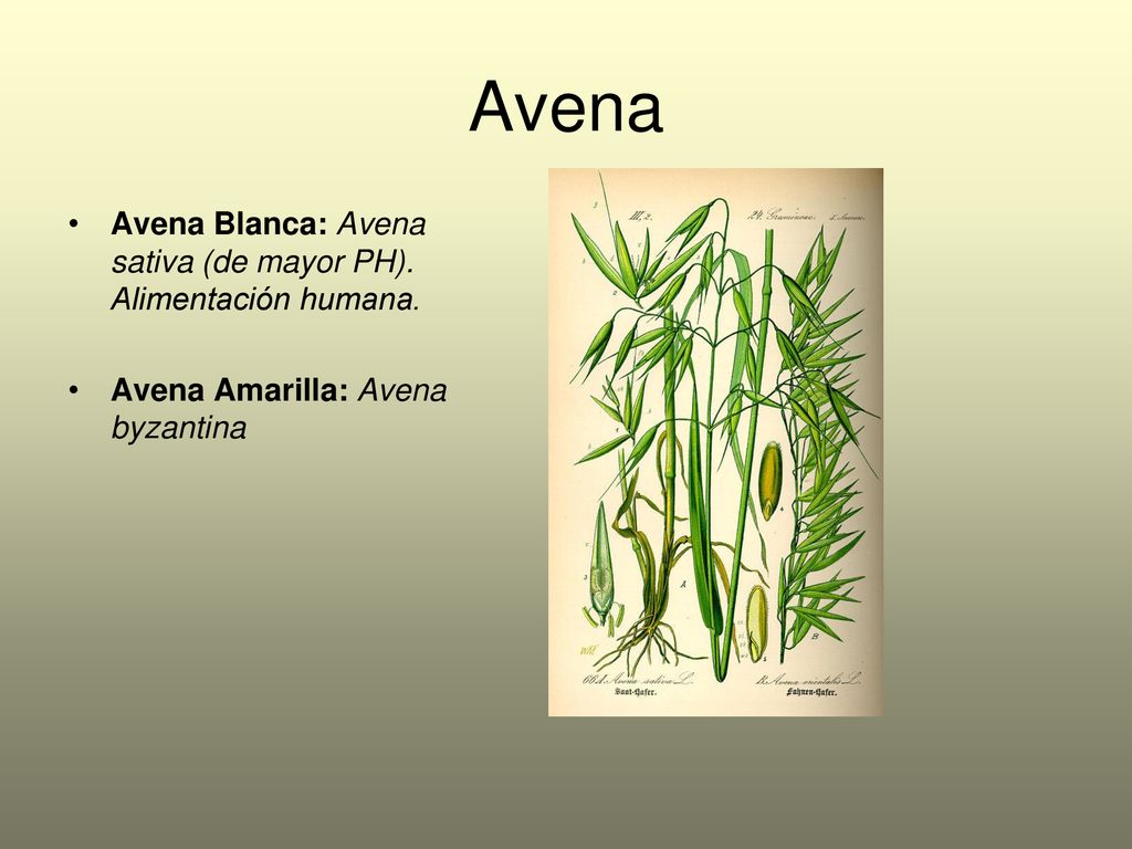Avena Avena Blanca: Avena sativa (de mayor PH). Alimentación humana.