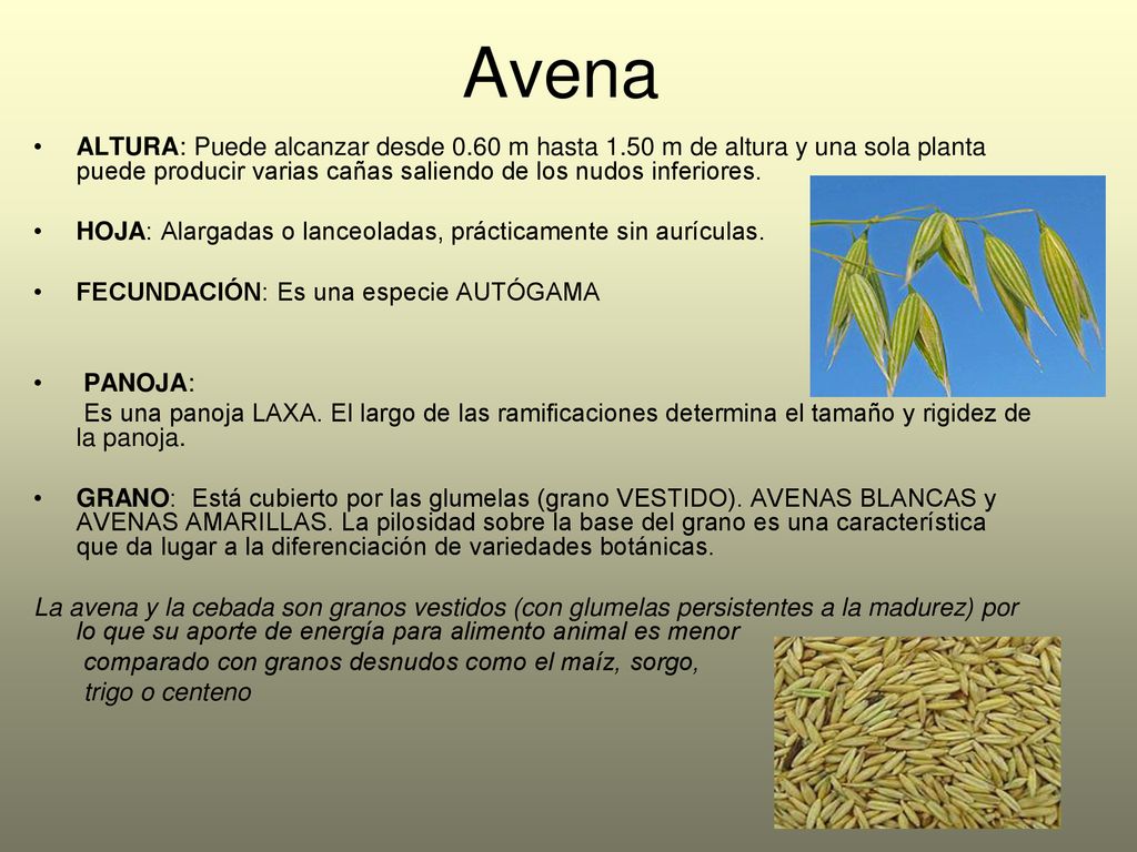 Avena ALTURA: Puede alcanzar desde 0.60 m hasta 1.50 m de altura y una sola planta puede producir varias cañas saliendo de los nudos inferiores.