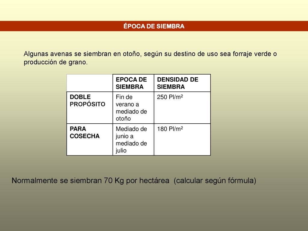 Normalmente se siembran 70 Kg por hectárea (calcular según fórmula)