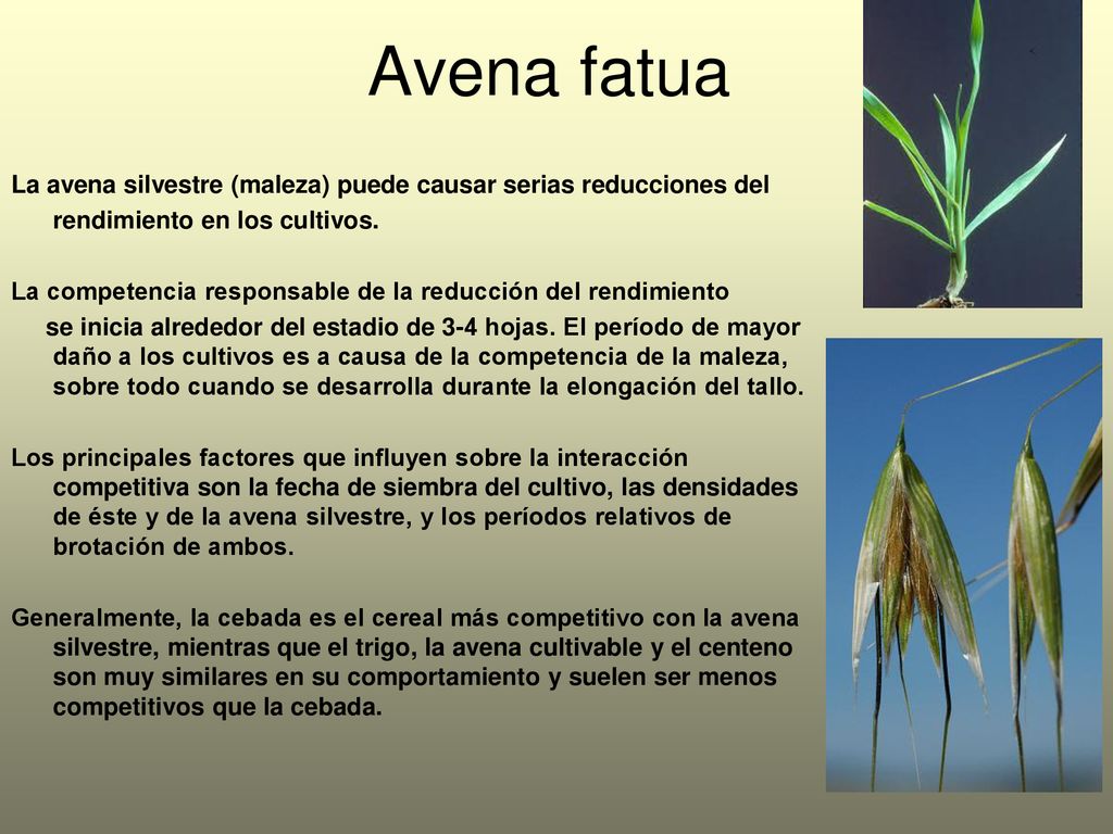 Avena fatua La avena silvestre (maleza) puede causar serias reducciones del. rendimiento en los cultivos.