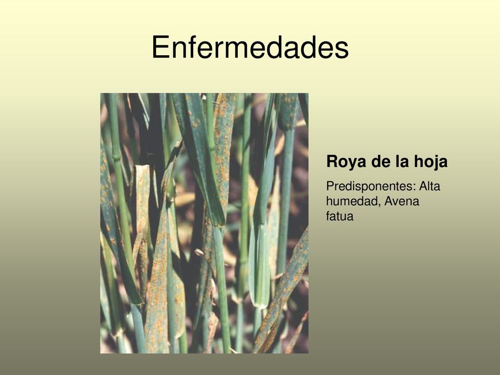 Enfermedades Roya de la hoja Predisponentes: Alta humedad, Avena fatua