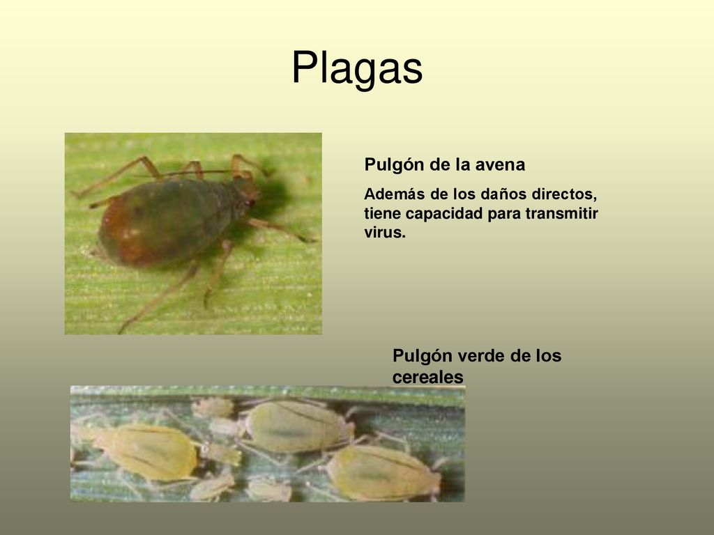 Plagas Pulgón de la avena Pulgón verde de los cereales
