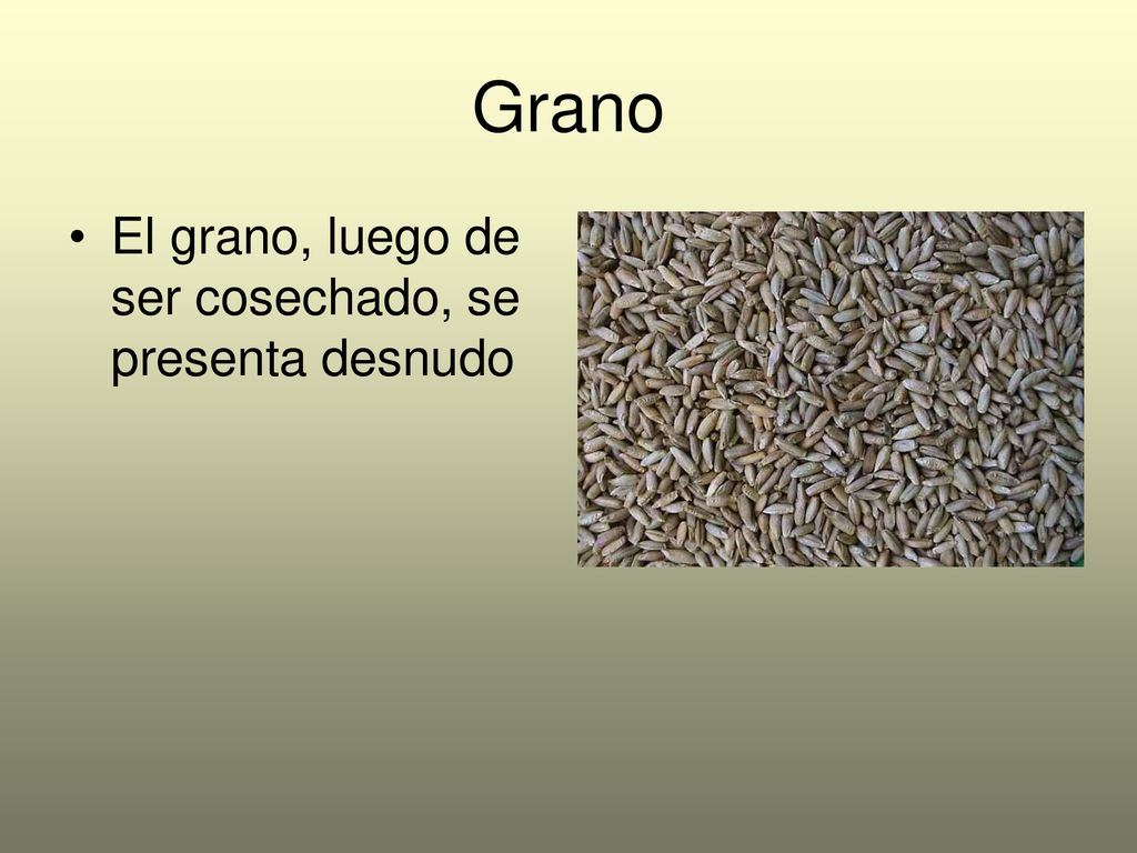 Grano El grano, luego de ser cosechado, se presenta desnudo