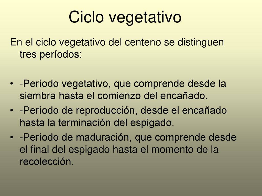 Ciclo vegetativo En el ciclo vegetativo del centeno se distinguen tres períodos: