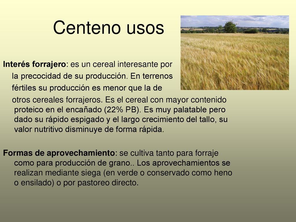 Centeno usos Interés forrajero: es un cereal interesante por