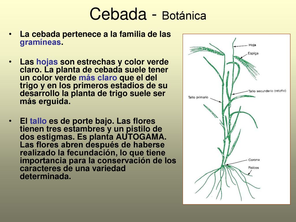 Cebada - Botánica La cebada pertenece a la familia de las gramíneas.