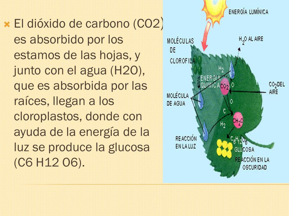 El dióxido de carbono (CO2) es absorbido por los estamos de las hojas, y junto con el agua (H2O), que es absorbida por las raíces, llegan a los cloroplastos, donde con ayuda de la energía de la luz se produce la glucosa (C6 H12 O6).
