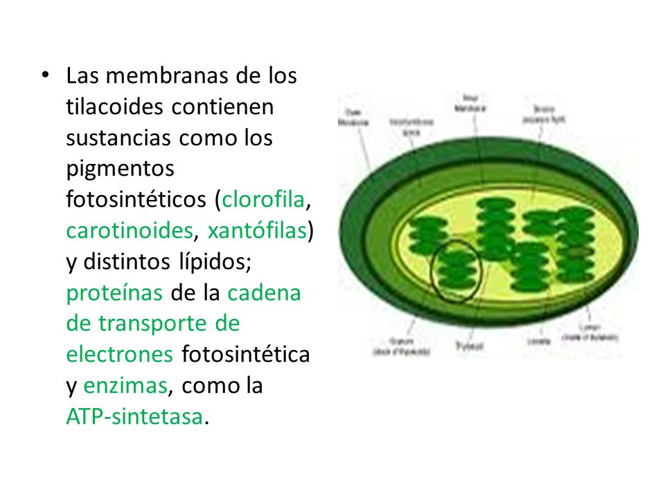 Las membranas de los tilacoides contienen sustancias como los pigmentos fotosintéticos (clorofila, carotinoides, xantófilas) y distintos lípidos; proteínas de la cadena de transporte de electrones fotosintética y enzimas, como la ATP-sintetasa.