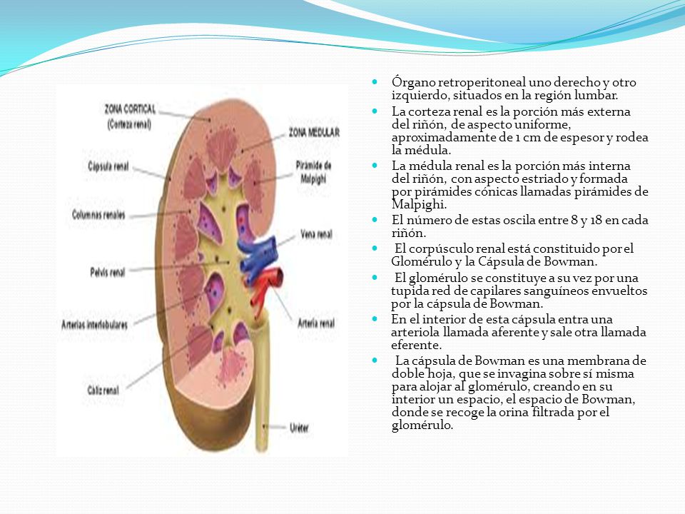 Órgano retroperitoneal uno derecho y otro izquierdo, situados en la región lumbar.