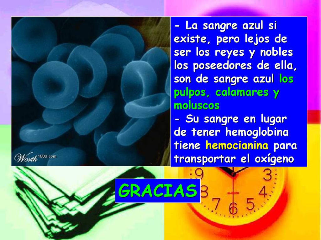- La sangre azul si existe, pero lejos de ser los reyes y nobles los poseedores de ella, son de sangre azul los pulpos, calamares y moluscos