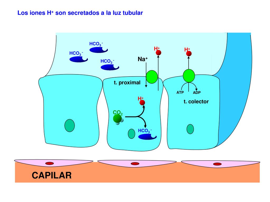 CAPILAR Los iones H+ son secretados a la luz tubular Na+ H+ H+