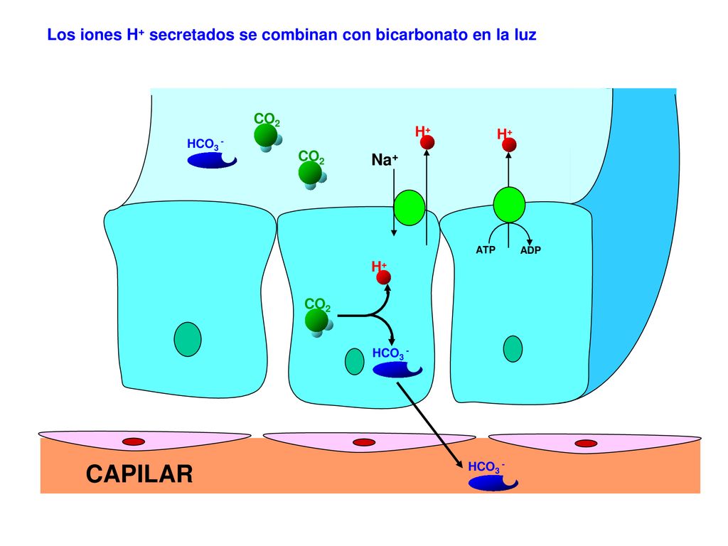 CAPILAR Los iones H+ secretados se combinan con bicarbonato en la luz