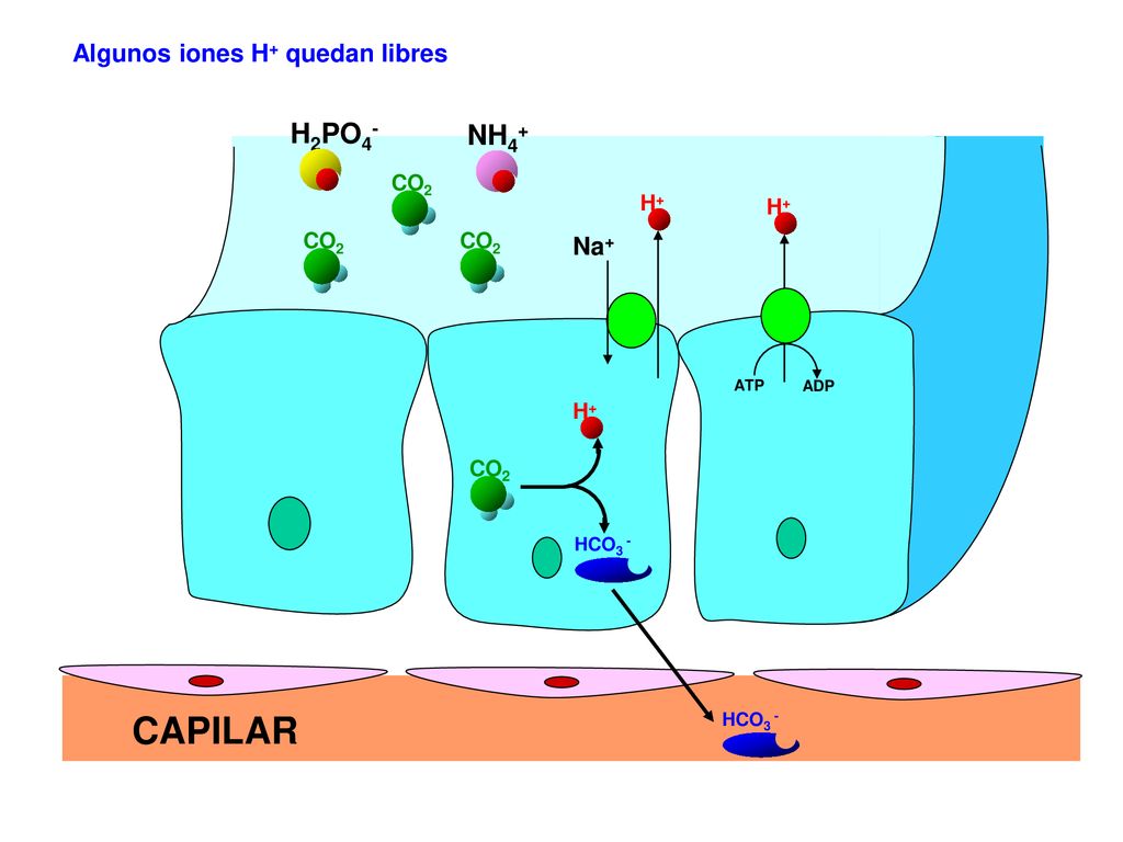CAPILAR H2PO4- NH4+ Algunos iones H+ quedan libres Na+ CO2 H+ H+ CO2