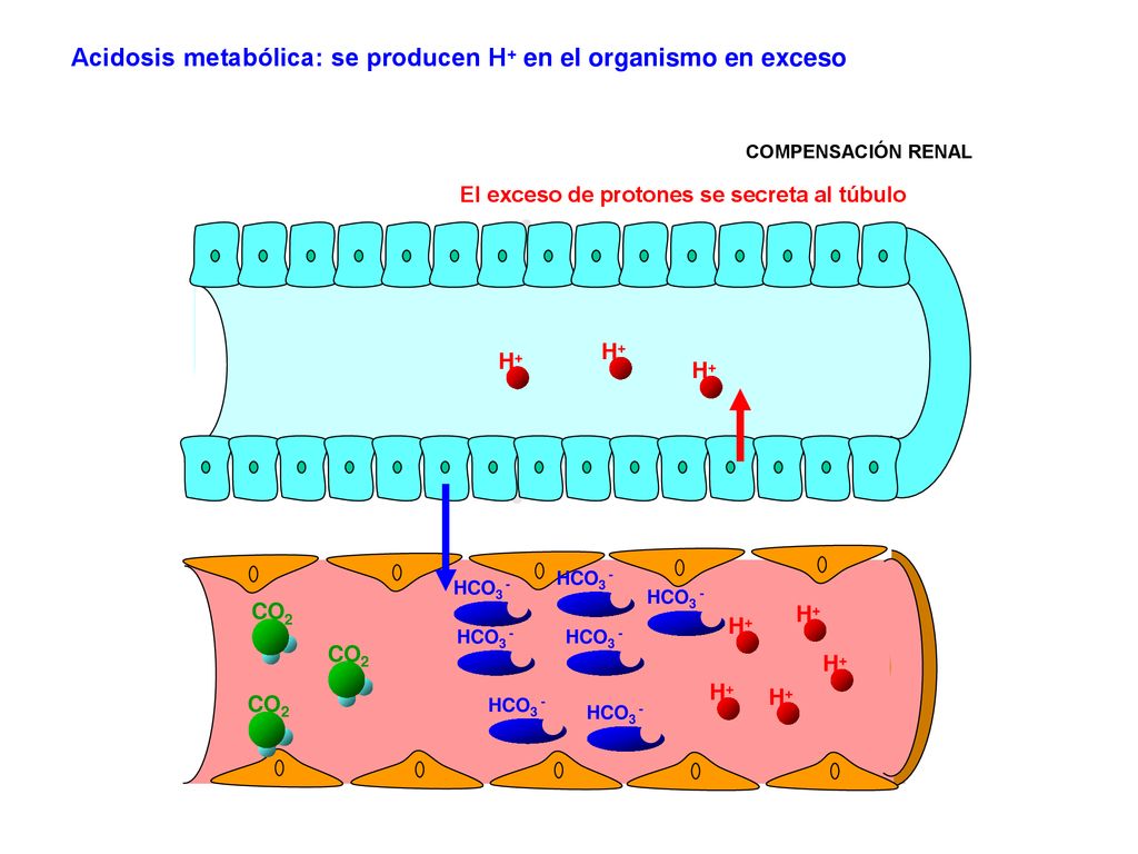 Acidosis metabólica: se producen H+ en el organismo en exceso
