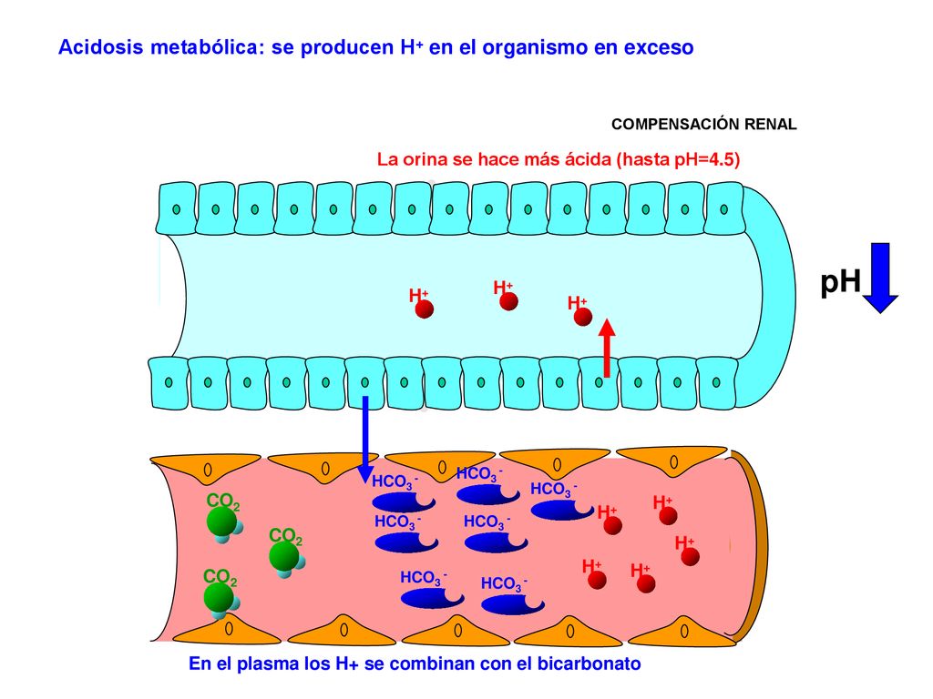 pH Acidosis metabólica: se producen H+ en el organismo en exceso