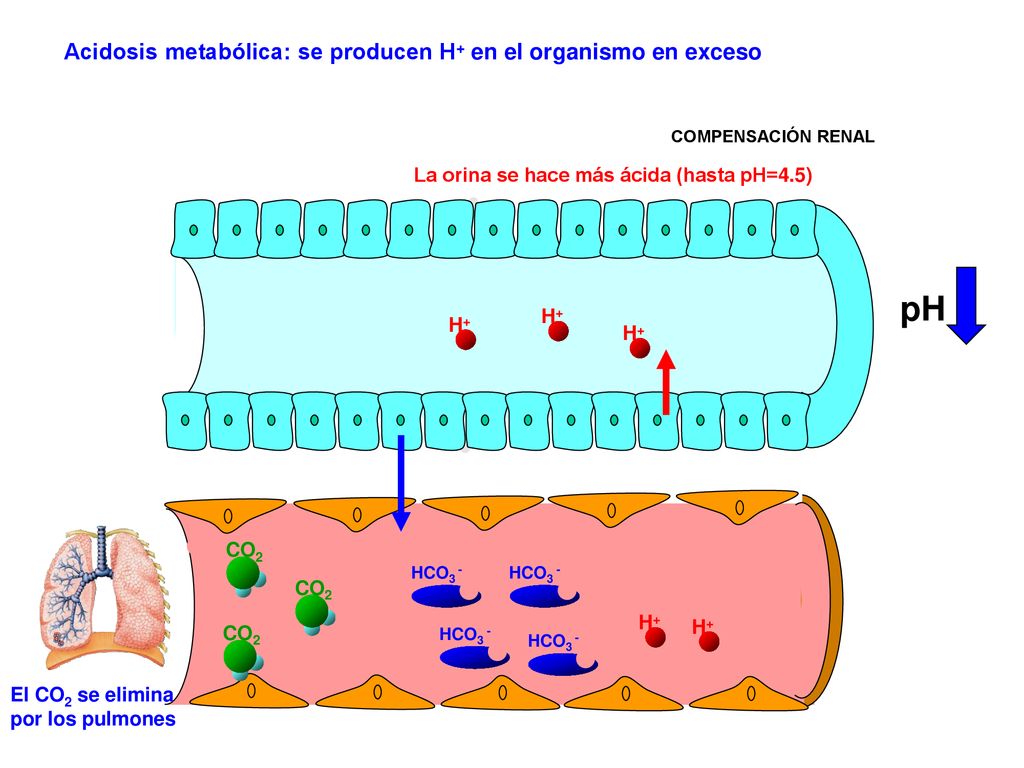 HCO3 - H+ CO2. pH. Acidosis metabólica: se producen H+ en el organismo en exceso. El CO2 se elimina por los pulmones.