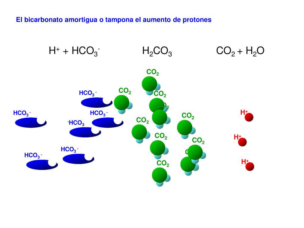 H+ + HCO3- H2CO3 CO2 + H2O H+ + HCO3- H2CO3 CO2 + H2O