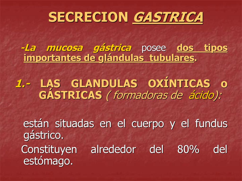 1.- LAS GLANDULAS OXÍNTICAS o GÁSTRICAS ( formadoras de ácido):