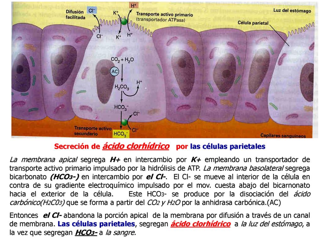 Secreción de ácido clorhídrico por las células parietales