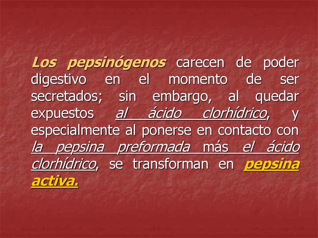 Los pepsinógenos carecen de poder digestivo en el momento de ser secretados; sin embargo, al quedar expuestos al ácido clorhídrico, y especialmente al ponerse en contacto con la pepsina preformada más el ácido clorhídrico, se transforman en pepsina activa.