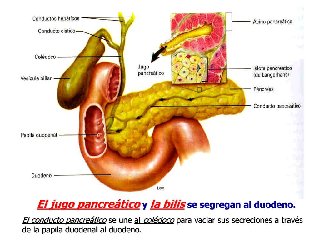 El jugo pancreático y la bilis se segregan al duodeno.