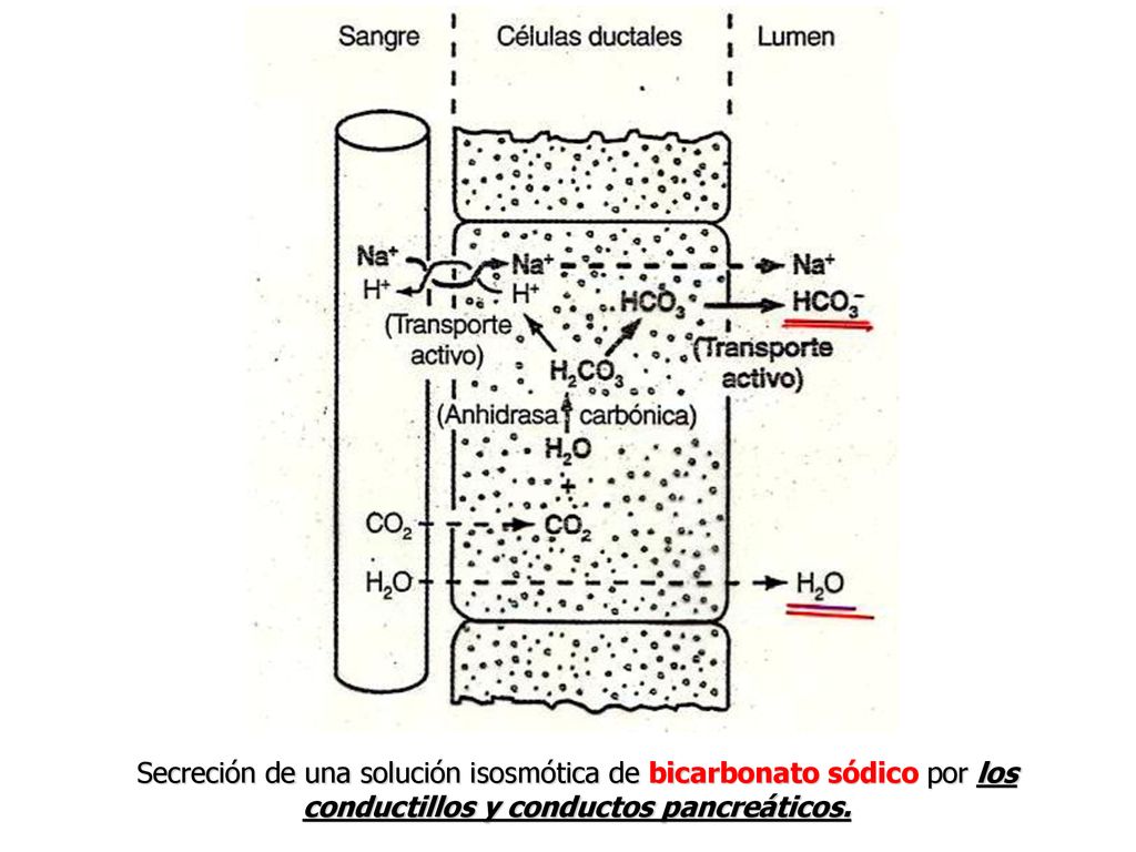 Secreción de una solución isosmótica de bicarbonato sódico por los conductillos y conductos pancreáticos.