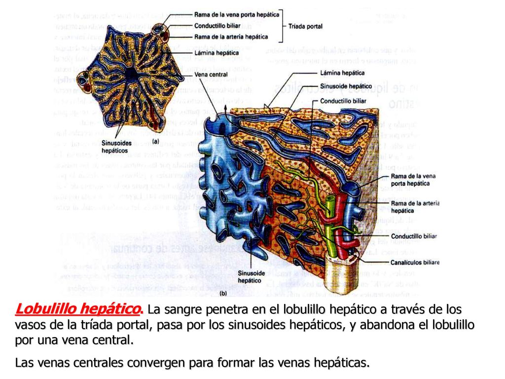 Lobulillo hepático. La sangre penetra en el lobulillo hepático a través de los vasos de la tríada portal, pasa por los sinusoides hepáticos, y abandona el lobulillo por una vena central.