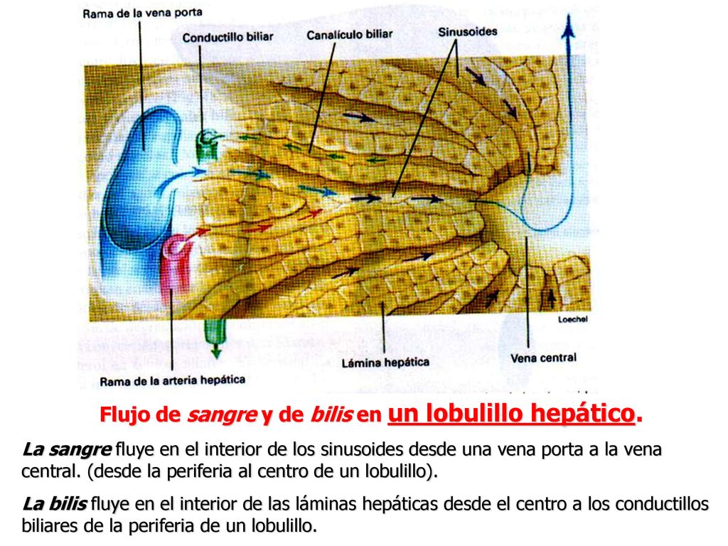 Flujo de sangre y de bilis en un lobulillo hepático.