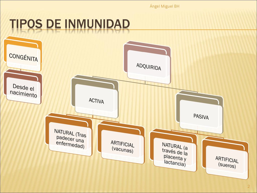 TIPOS DE INMUNIDAD CONGÉNITA Desde el nacimiento ADQUIRIDA ACTIVA