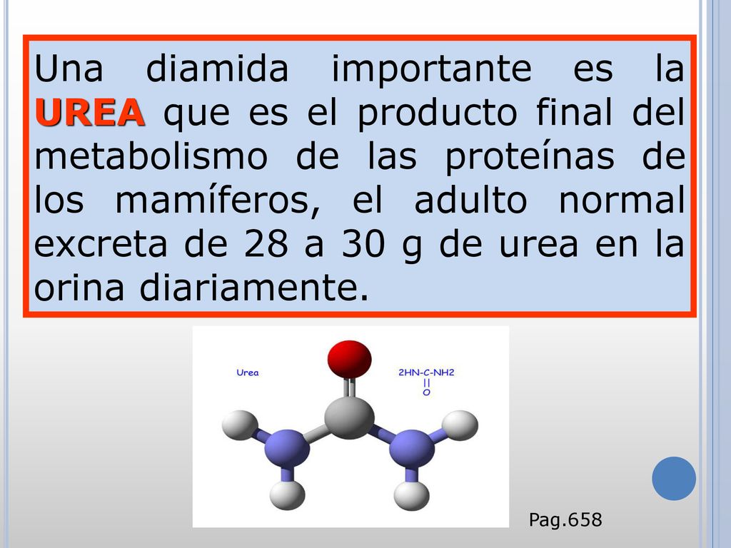 Una diamida importante es la UREA que es el producto final del metabolismo de las proteínas de los mamíferos, el adulto normal excreta de 28 a 30 g de urea en la orina diariamente.
