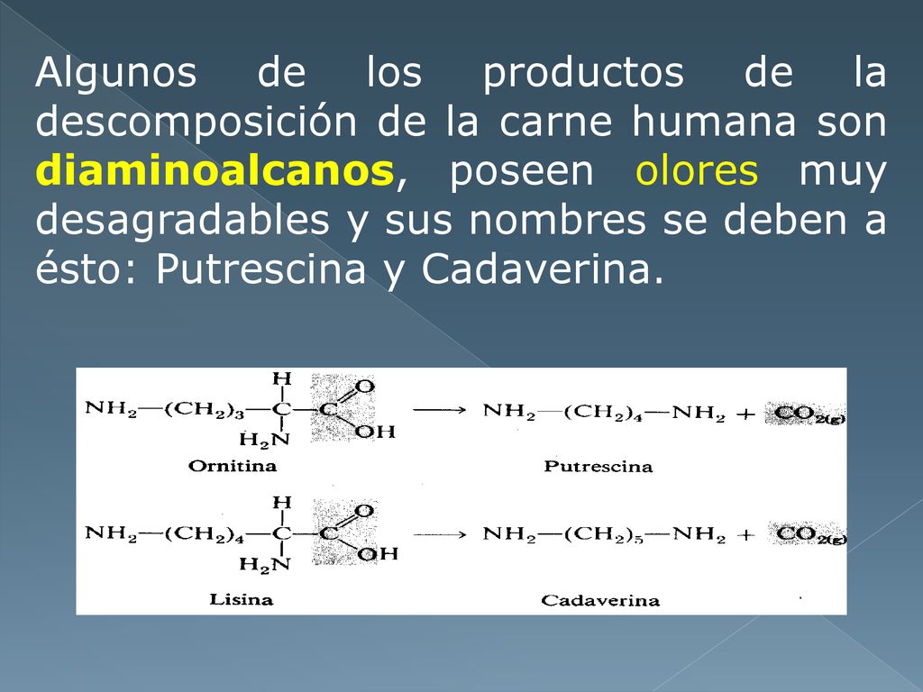 Algunos de los productos de la descomposición de la carne humana son diaminoalcanos, poseen olores muy desagradables y sus nombres se deben a ésto: Putrescina y Cadaverina.