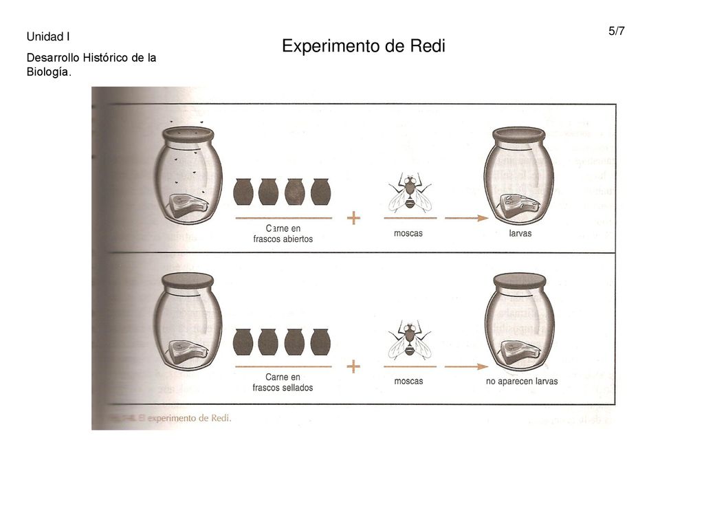 Experimento de Redi 5/7 Unidad I Desarrollo Histórico de la Biología.