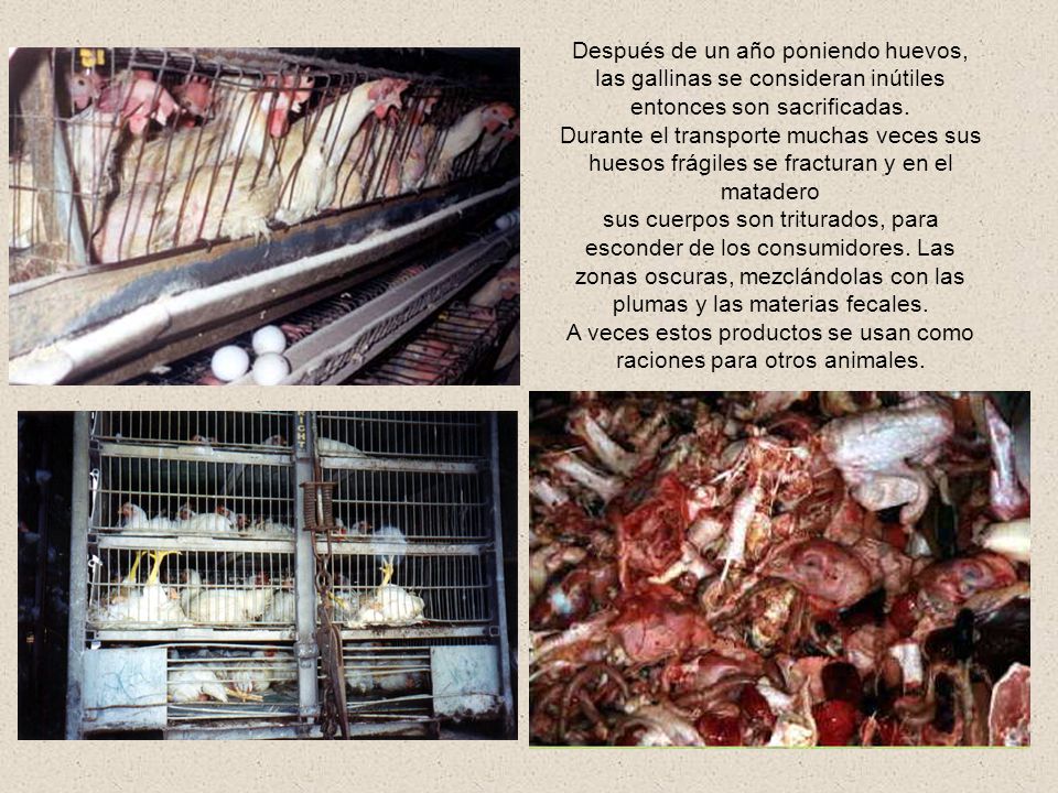 A veces estos productos se usan como raciones para otros animales.