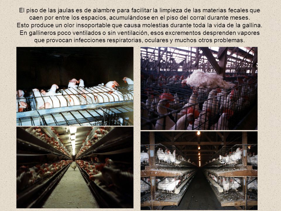 El piso de las jaulas es de alambre para facilitar la limpieza de las materias fecales que caen por entre los espacios, acumulándose en el piso del corral durante meses.