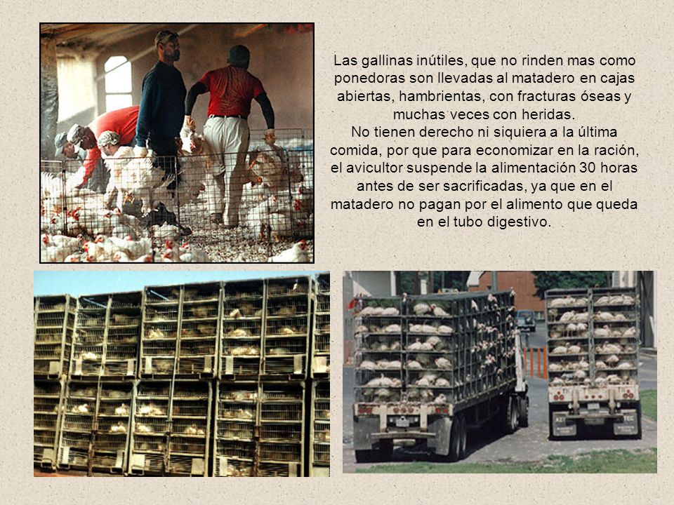 Las gallinas inútiles, que no rinden mas como ponedoras son llevadas al matadero en cajas abiertas, hambrientas, con fracturas óseas y muchas veces con heridas.