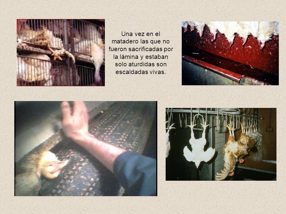 Una vez en el matadero las que no fueron sacrificadas por la lámina y estaban solo aturdidas son escaldadas vivas.