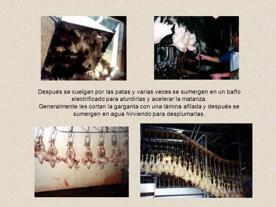 Después se cuelgan por las patas y varias veces se sumergen en un baño electrificado para aturdirlas y acelerar la matanza.