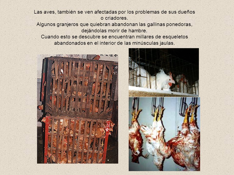 Las aves, también se ven afectadas por los problemas de sus dueños o criadores.