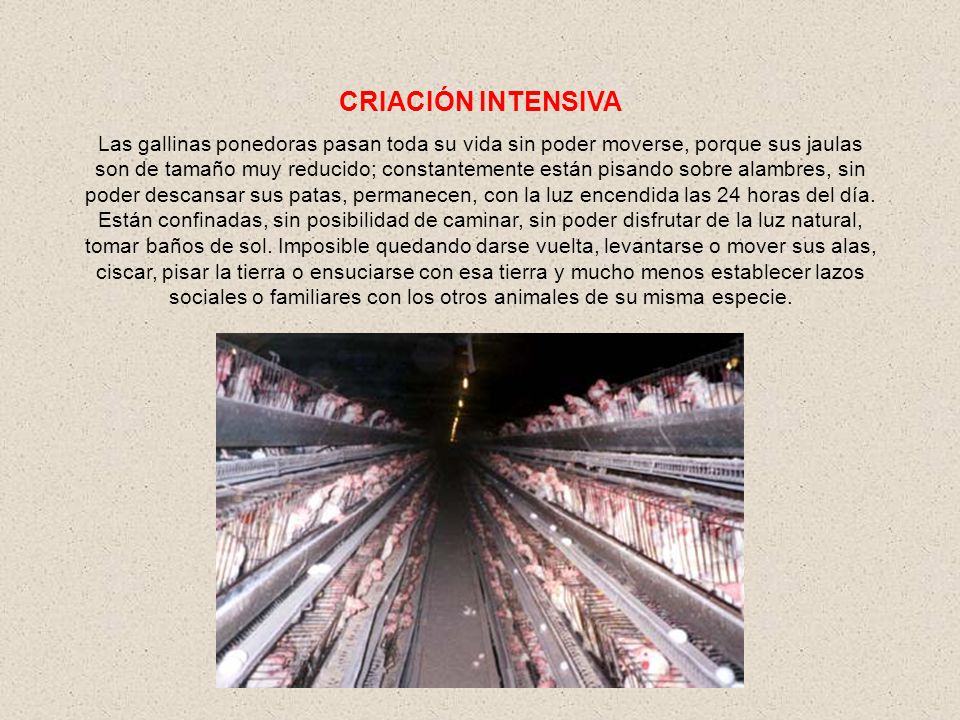 CRIACIÓN INTENSIVA
