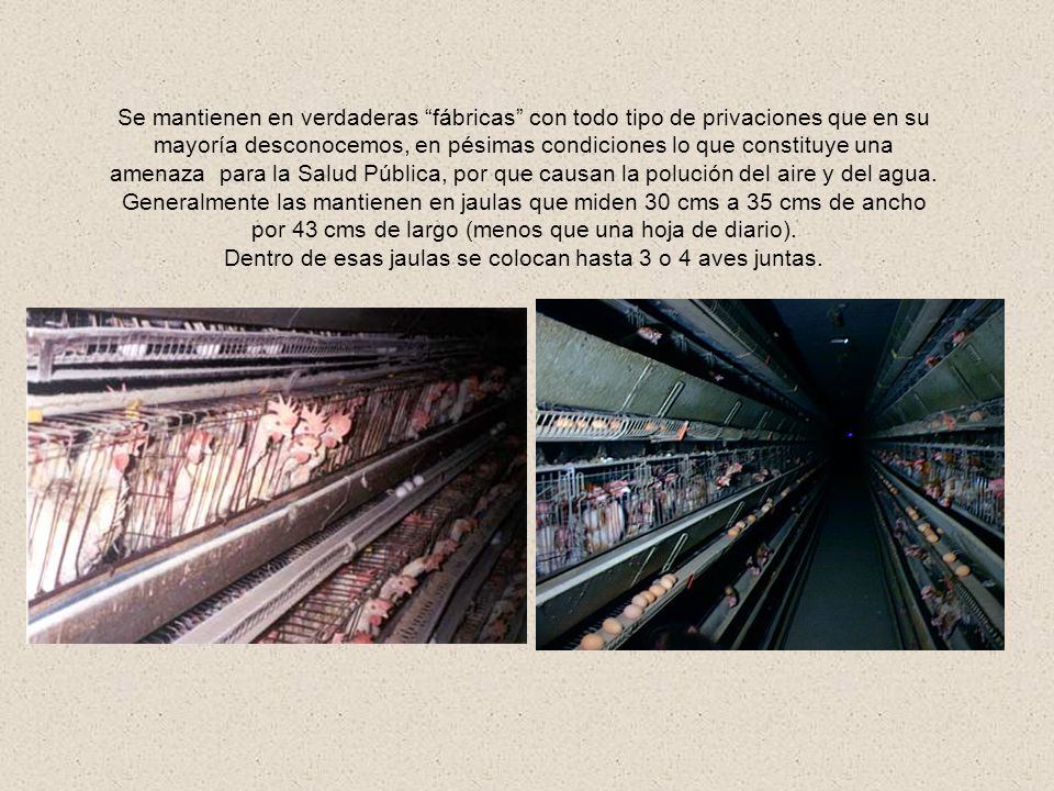Dentro de esas jaulas se colocan hasta 3 o 4 aves juntas.