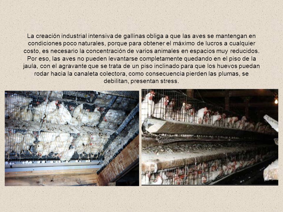 La creación industrial intensiva de gallinas obliga a que las aves se mantengan en condiciones poco naturales, porque para obtener el máximo de lucros a cualquier costo, es necesario la concentración de varios animales en espacios muy reducidos.