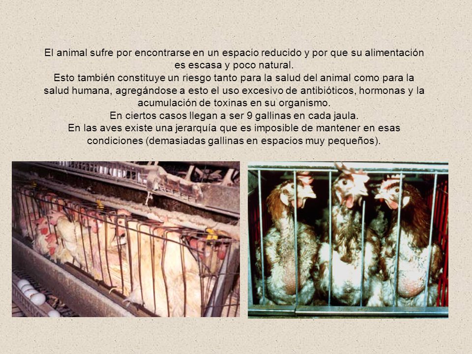 En ciertos casos llegan a ser 9 gallinas en cada jaula.