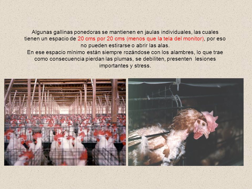 Algunas gallinas ponedoras se mantienen en jaulas individuales, las cuales tienen un espacio de 20 cms por 20 cms (menos que la tela del monitor), por eso no pueden estirarse o abrir las alas.