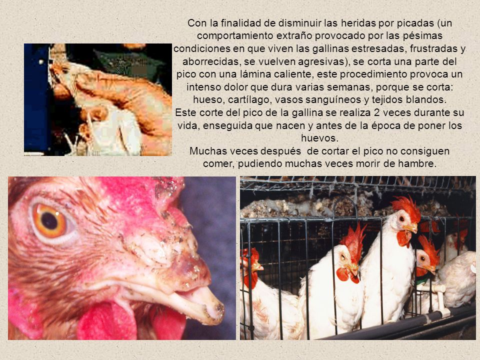 Con la finalidad de disminuir las heridas por picadas (un comportamiento extraño provocado por las pésimas condiciones en que viven las gallinas estresadas, frustradas y aborrecidas, se vuelven agresivas), se corta una parte del pico con una lámina caliente, este procedimiento provoca un intenso dolor que dura varias semanas, porque se corta: hueso, cartílago, vasos sanguíneos y tejidos blandos.