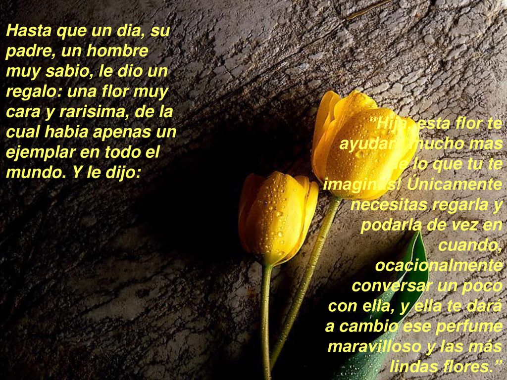 Hasta que un dia, su padre, un hombre muy sabio, le dio un regalo: una flor muy cara y rarisima, de la cual habia apenas un ejemplar en todo el mundo. Y le dijo: