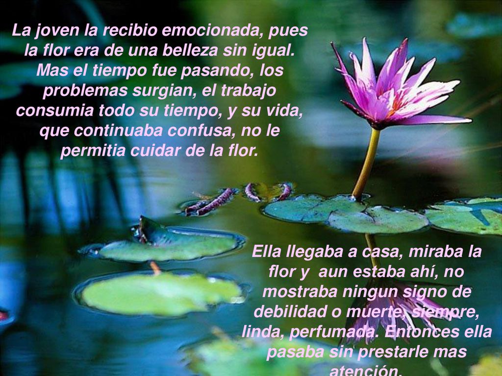 La joven la recibio emocionada, pues la flor era de una belleza sin igual. Mas el tiempo fue pasando, los problemas surgian, el trabajo consumia todo su tiempo, y su vida, que continuaba confusa, no le permitia cuidar de la flor.