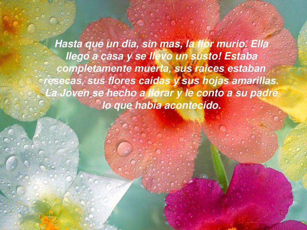 Hasta que un dia, sin mas, la flor murio